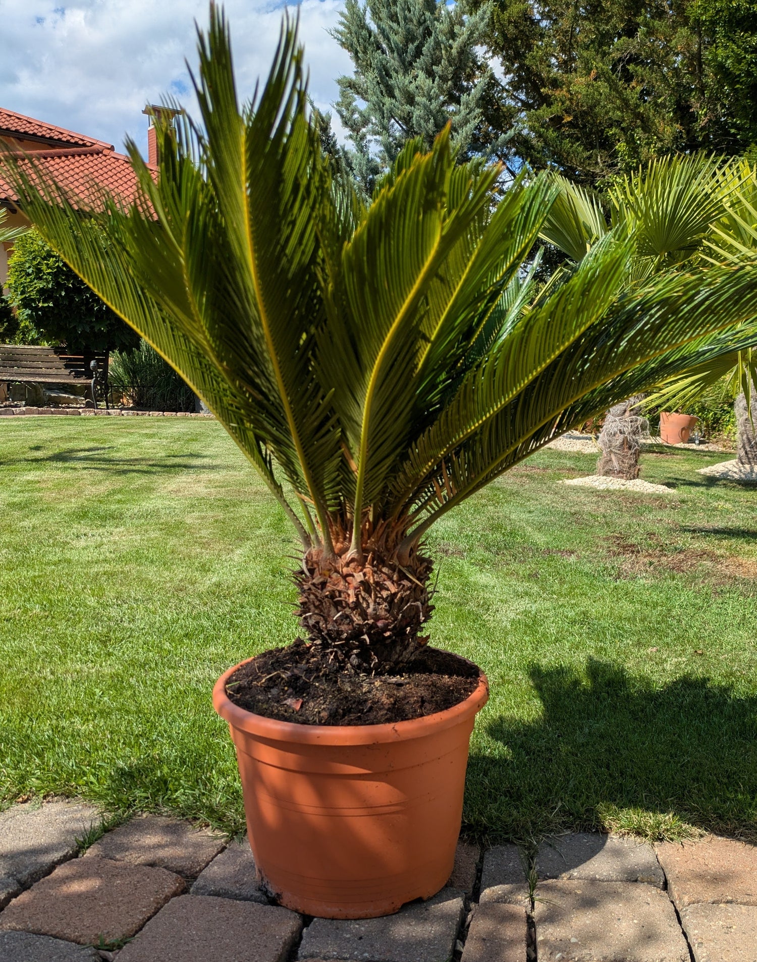 Cycas Palmfarn 10  Jahre alt im Schaugarten Lingenfeld