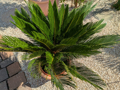 Cycas Palmfarn 10  Jahre alt, Krone