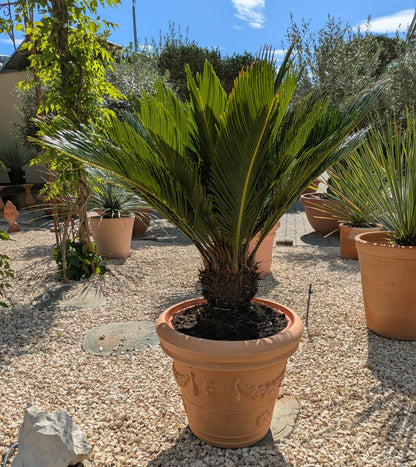 Cycas Palmfarn 10  Jahre alt im Dekotopf