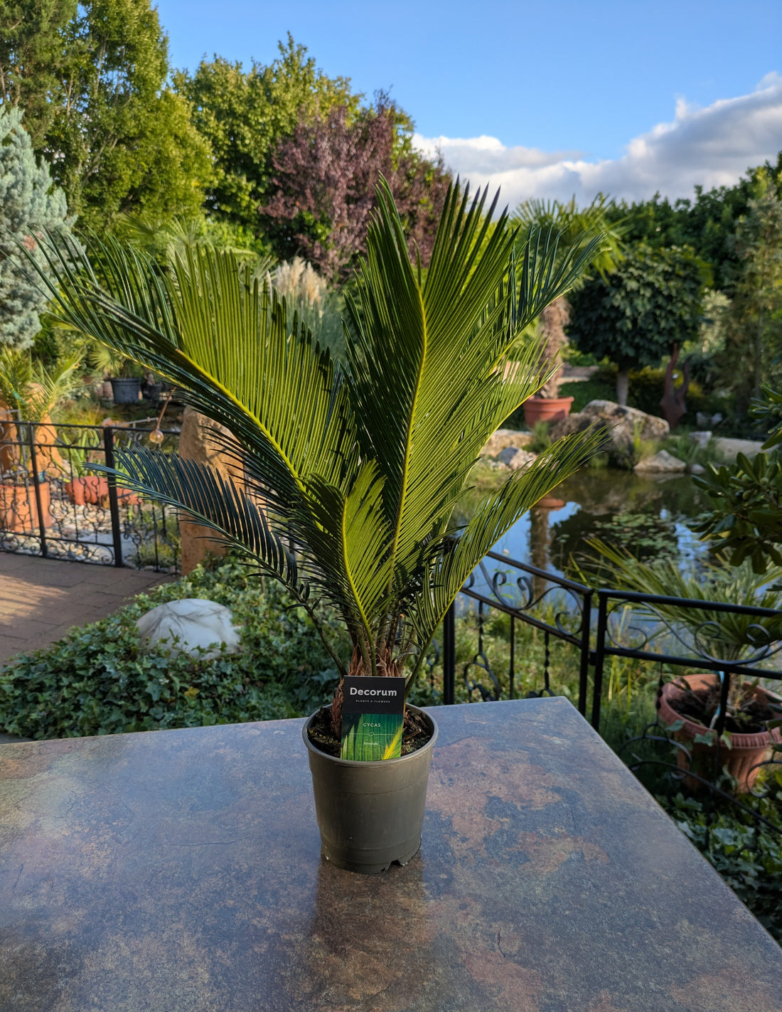 Cycas im Toskanagarten am Teich
