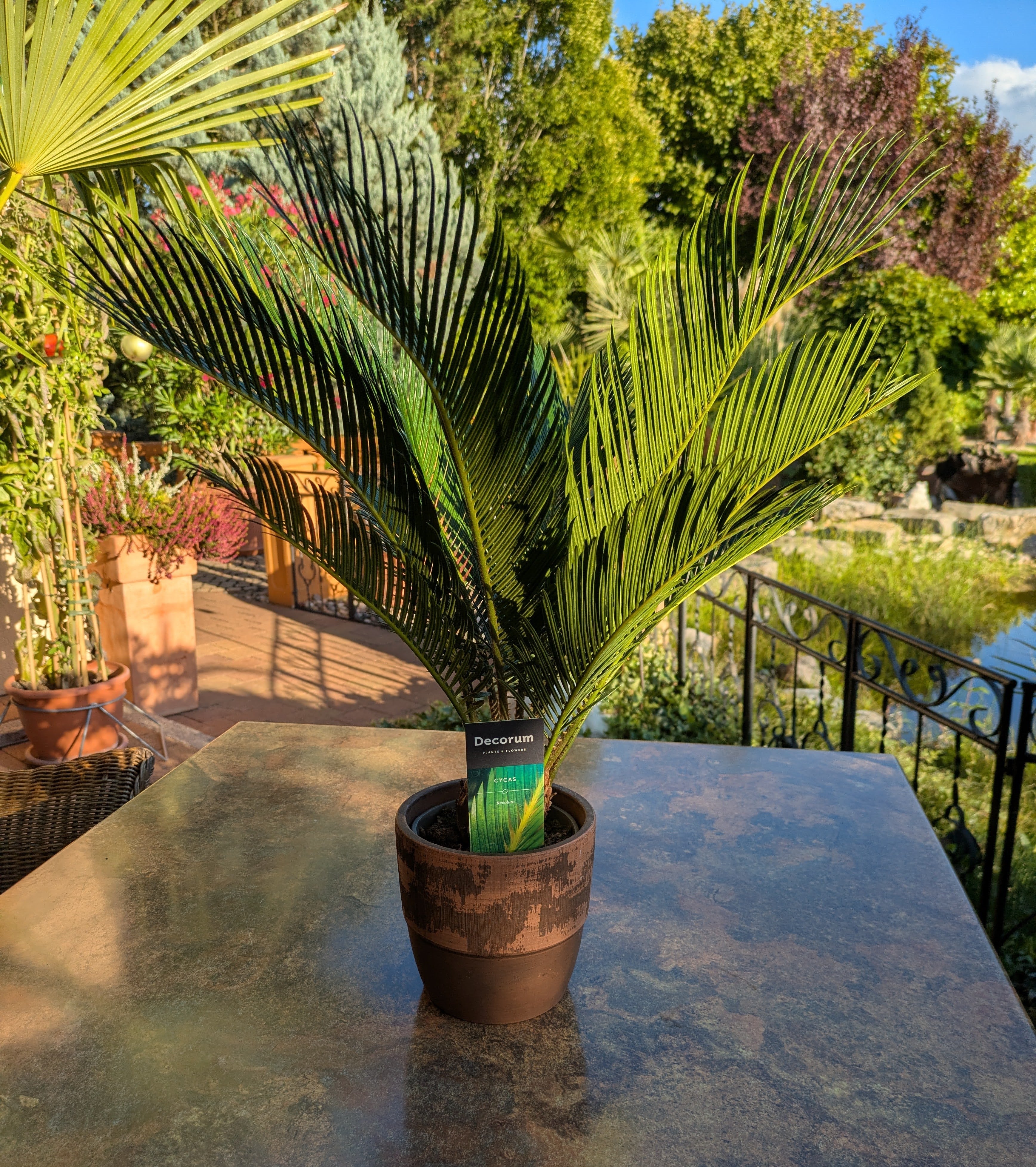 Cycas im Toskanagarten Lingenfeld am Teich
