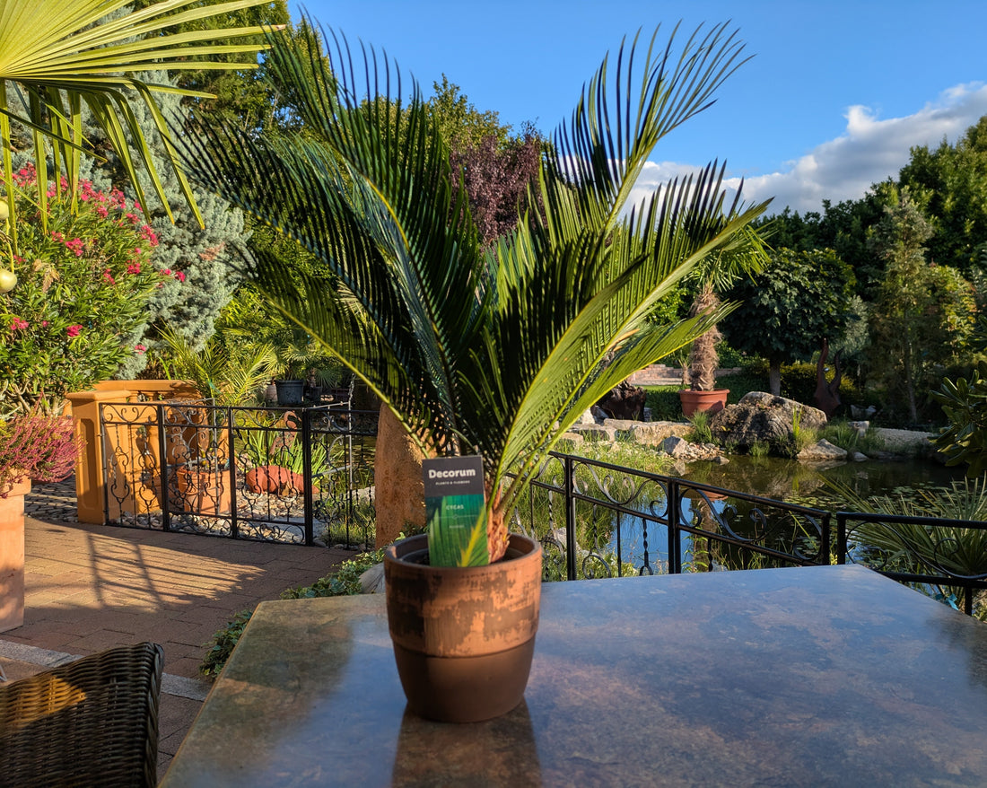 Cycas revoluta medium