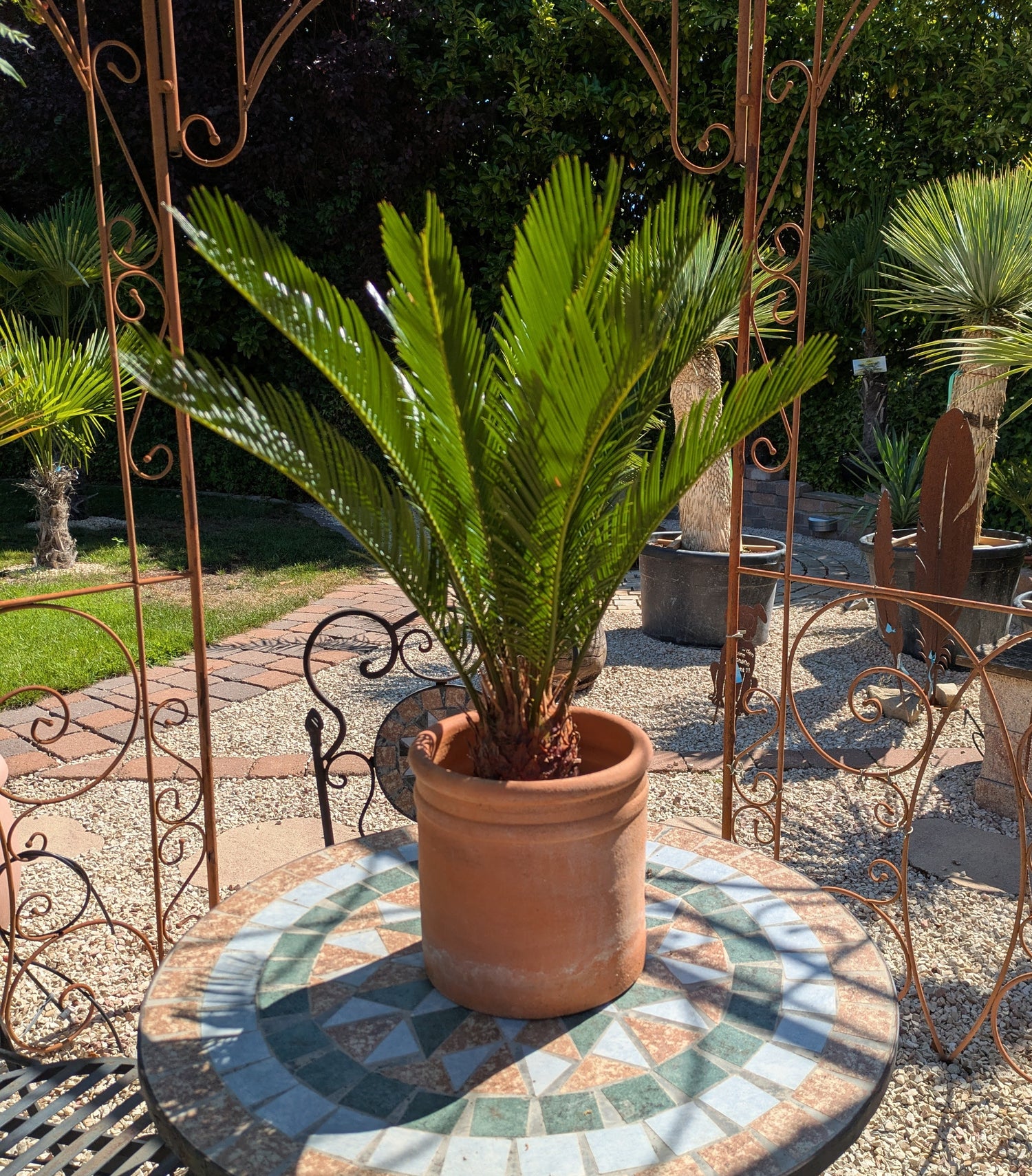 Cycas 60cm im Übertopf