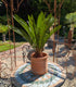 Cycas 60cm im Übertopf