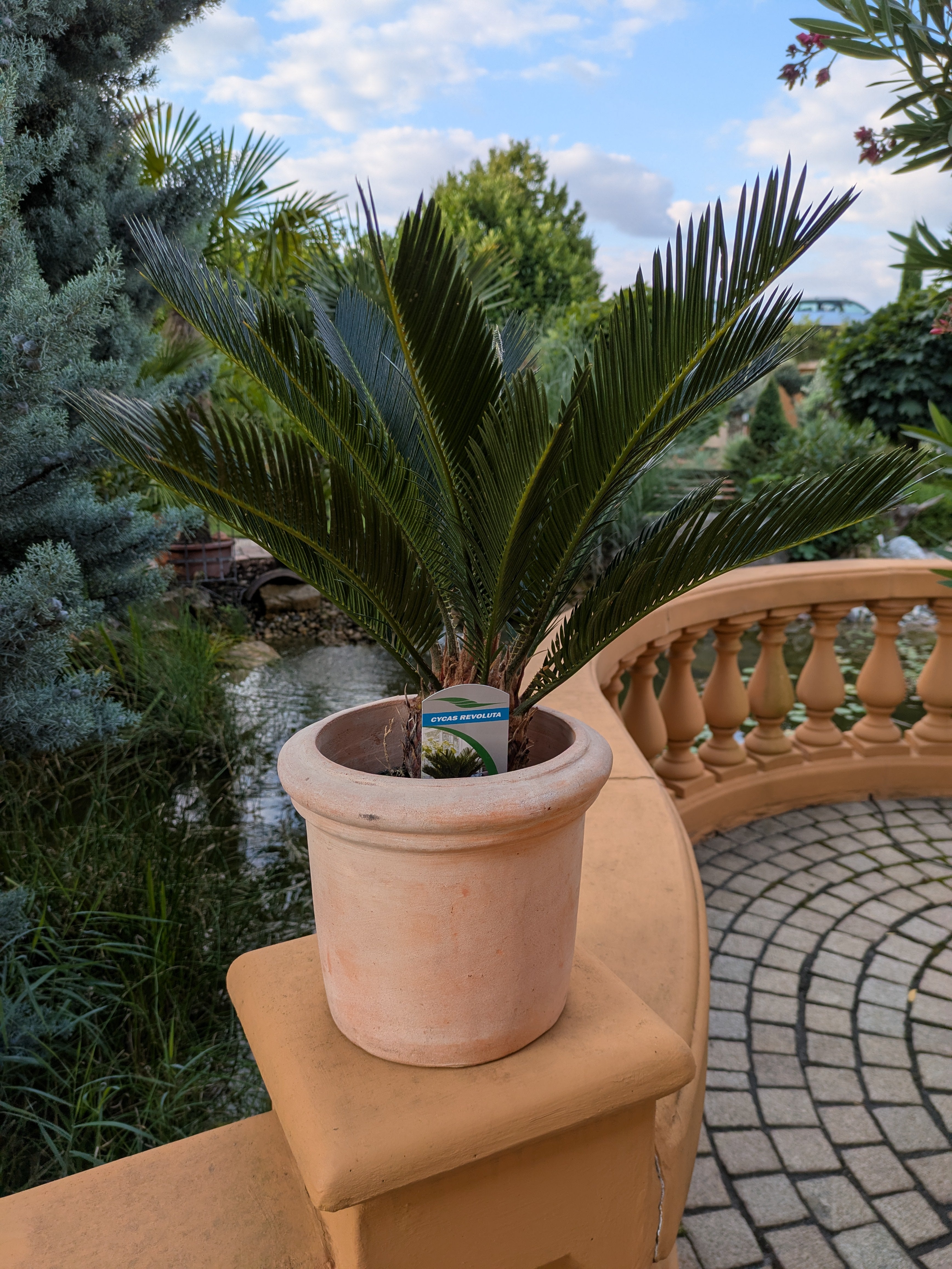 Cycas medium im Übertopf