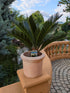Cycas medium im Übertopf