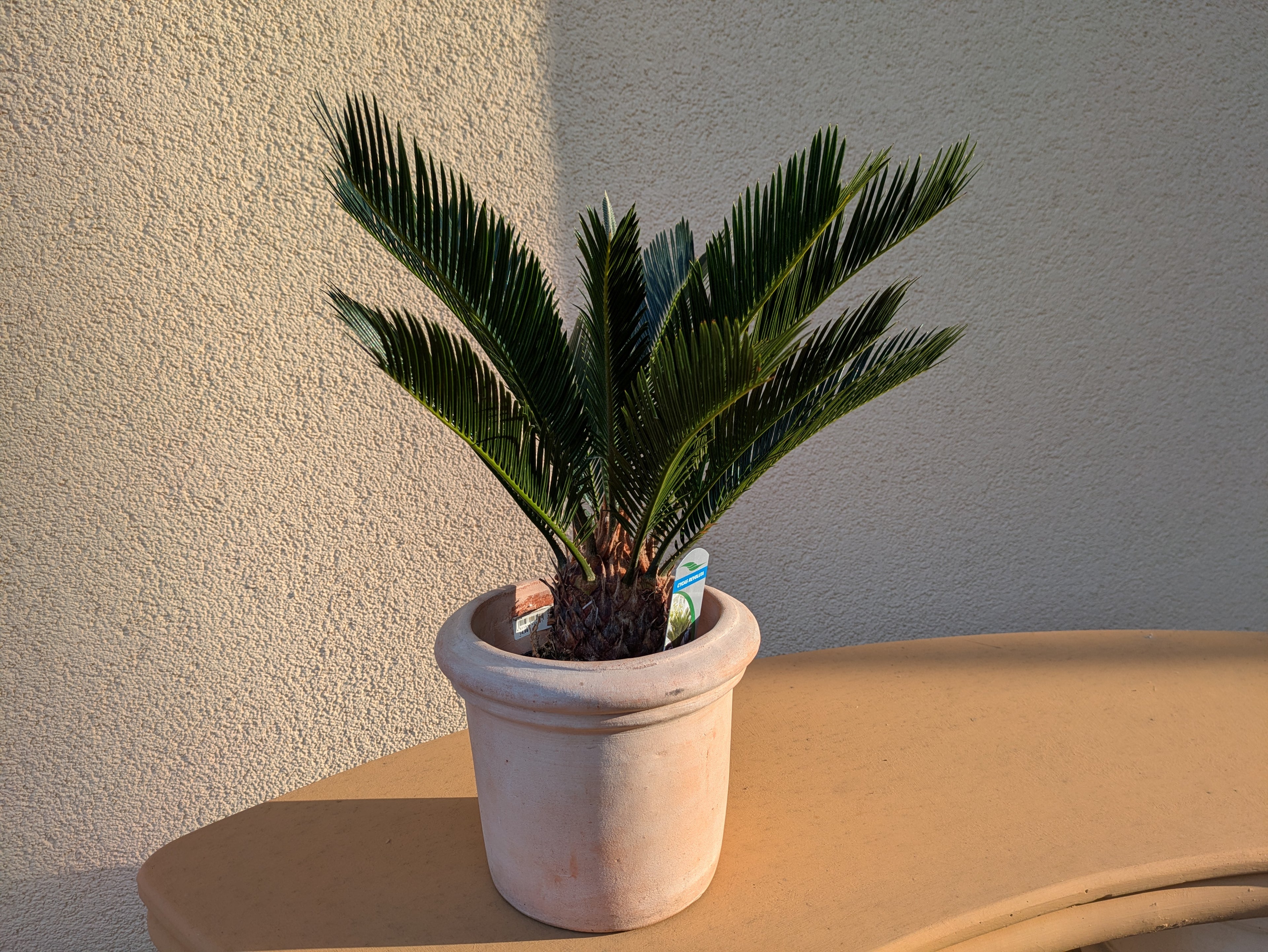 Cycas medium