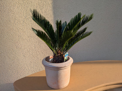 Cycas medium