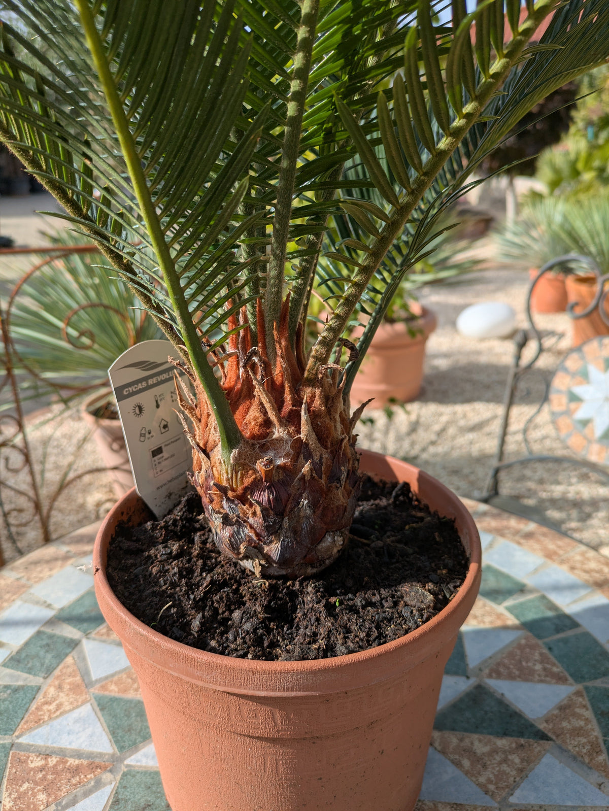 Stamm von Cycas revoluta 70cm