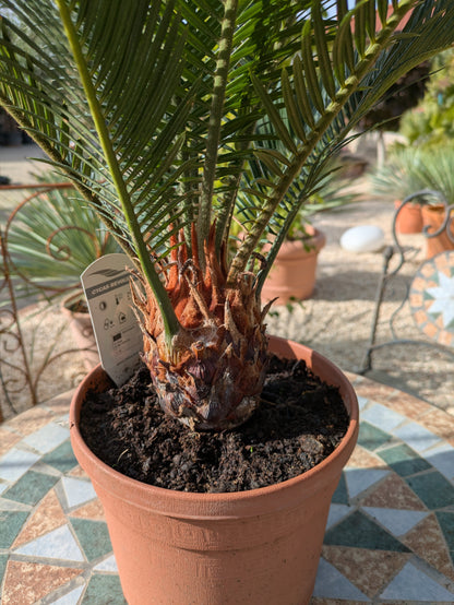 Stamm von Cycas revoluta 70cm