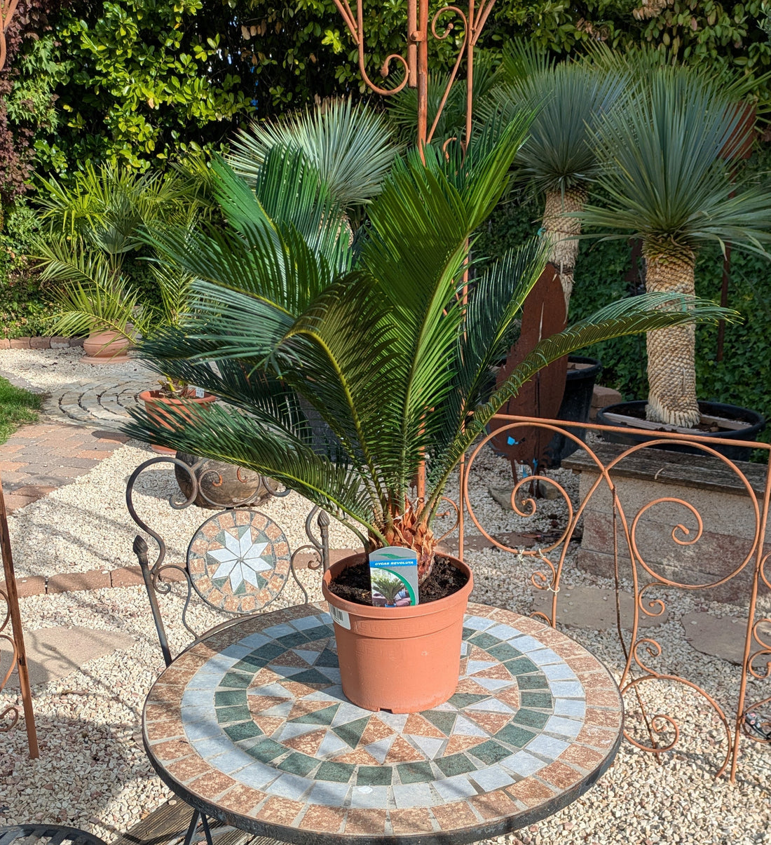 Cycas revoluta 70cm