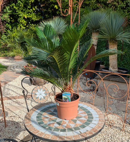Cycas revoluta 70cm