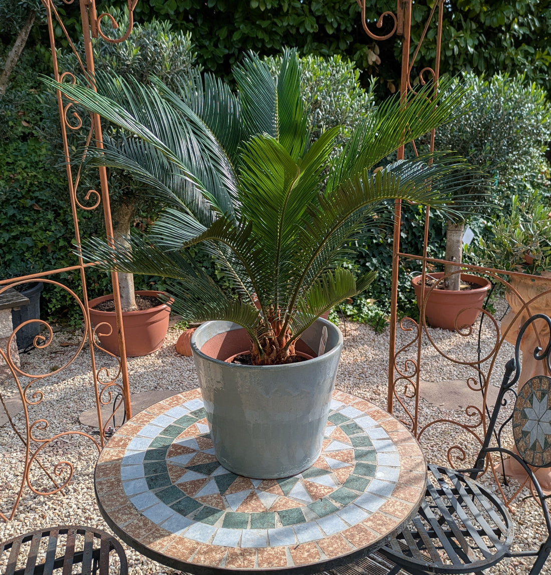 Cycas revoluta 70cm im Übertopf