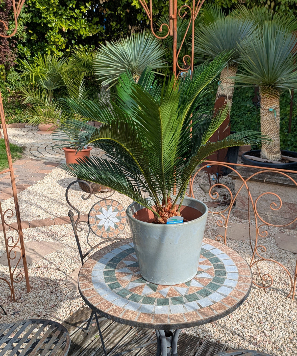 Cycas revoluta 70cm im Schaugarten