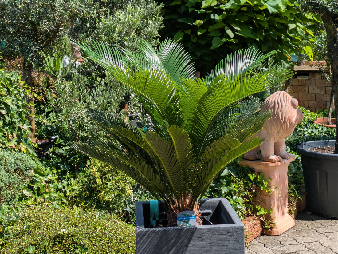 Cycas Palfarn 80 cm im Toskanagarten