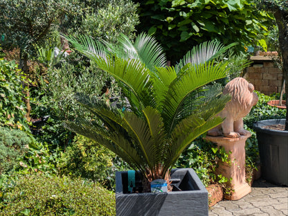 Cycas Palfarn 80 cm im Toskanagarten