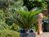 Cycas Palfarn 80 cm im Toskanagarten