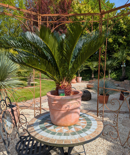 Cycas revoluta im Schaugarten Toskanagarten Lingenfeld