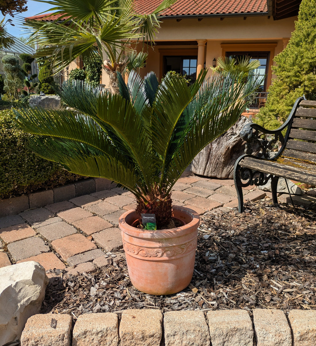 Cycas revoluta im Schaugarten Lingenfeld
