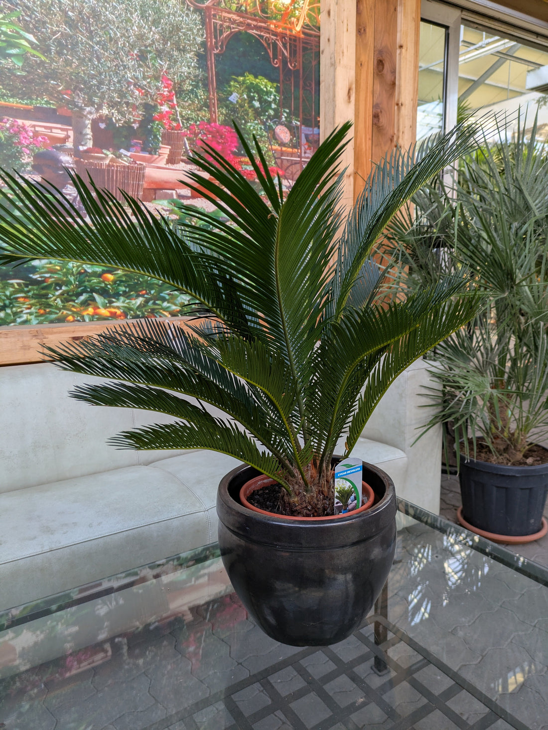Cycas 90cm im Toskanagarten