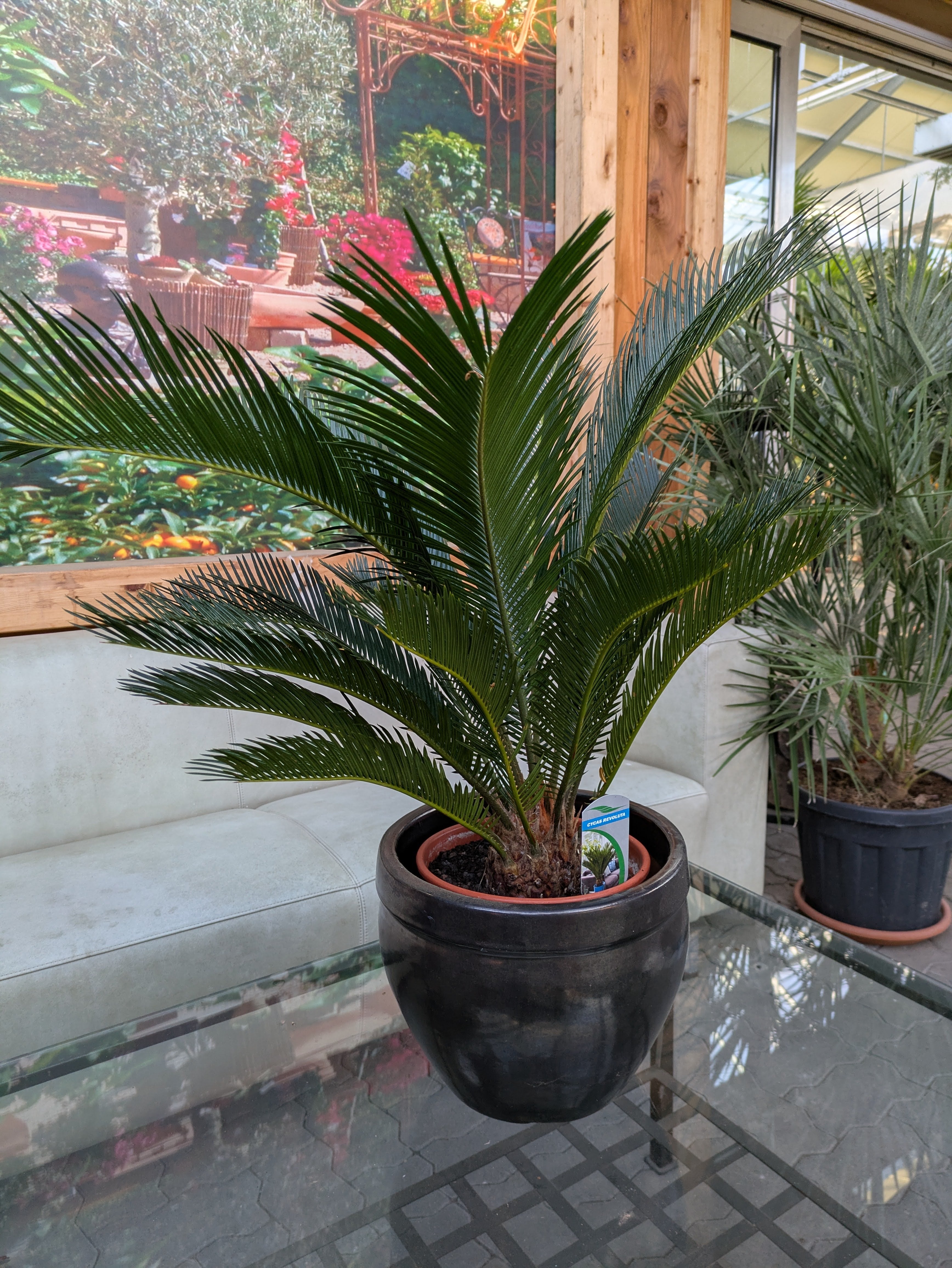 Cycas 90cm im Toskanagarten