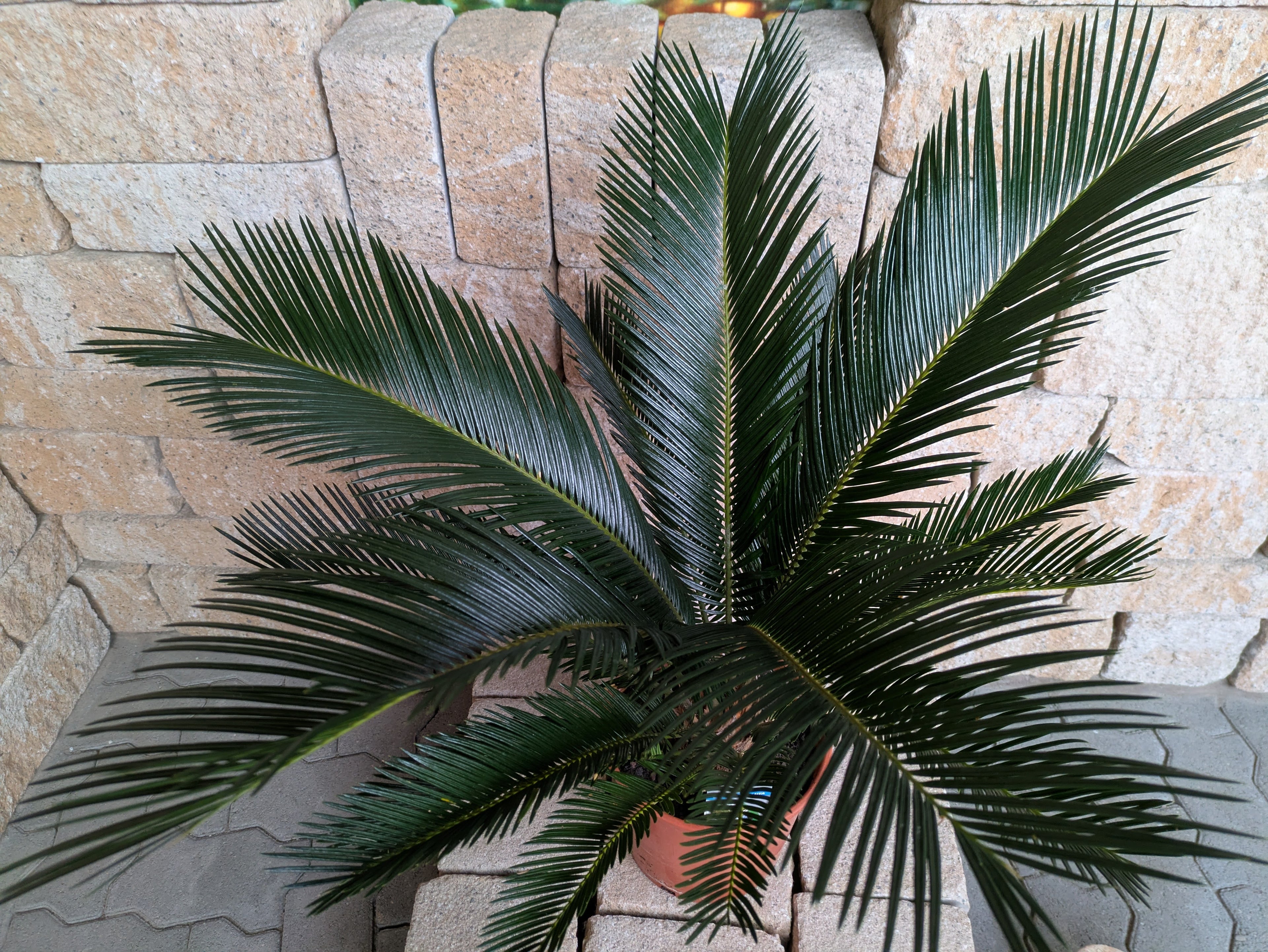 Cycas 90cm von oben