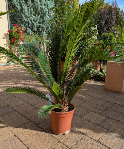 Cycas Palmfarn 90cm auf Terrasse