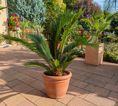 Cycas Palmfarn auf Terrasse