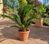 Cycas Palmfarn auf Terrasse