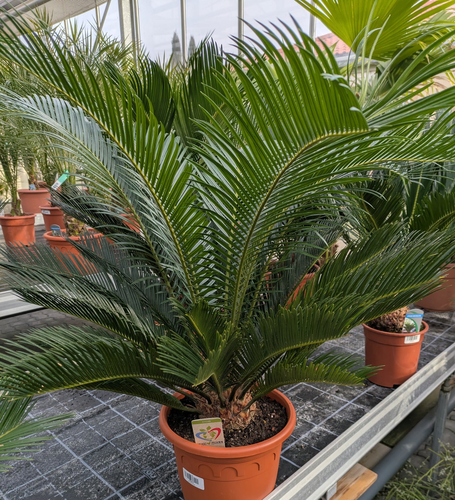 Cycas revoluta, Palmfarn 90 cm – toskanagartenshop