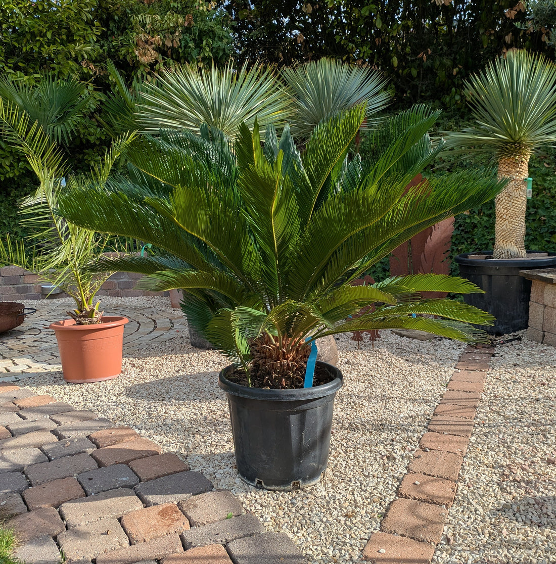 Cycas Palmfarn 22 Jahre 120cm