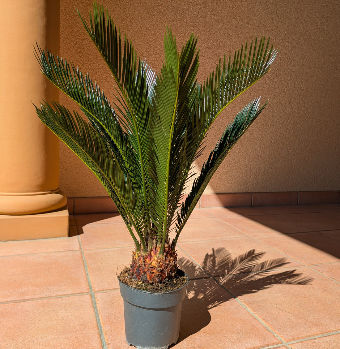 Cycas revoluta 60cm