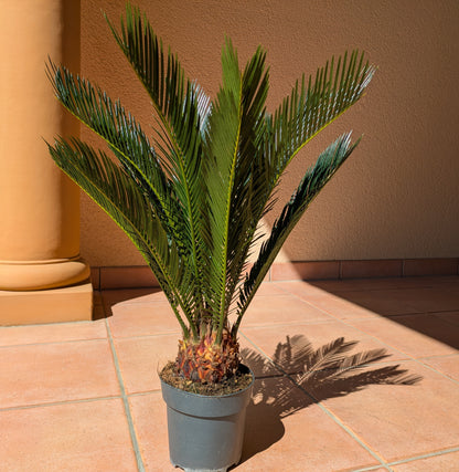 Cycas revoluta 60cm