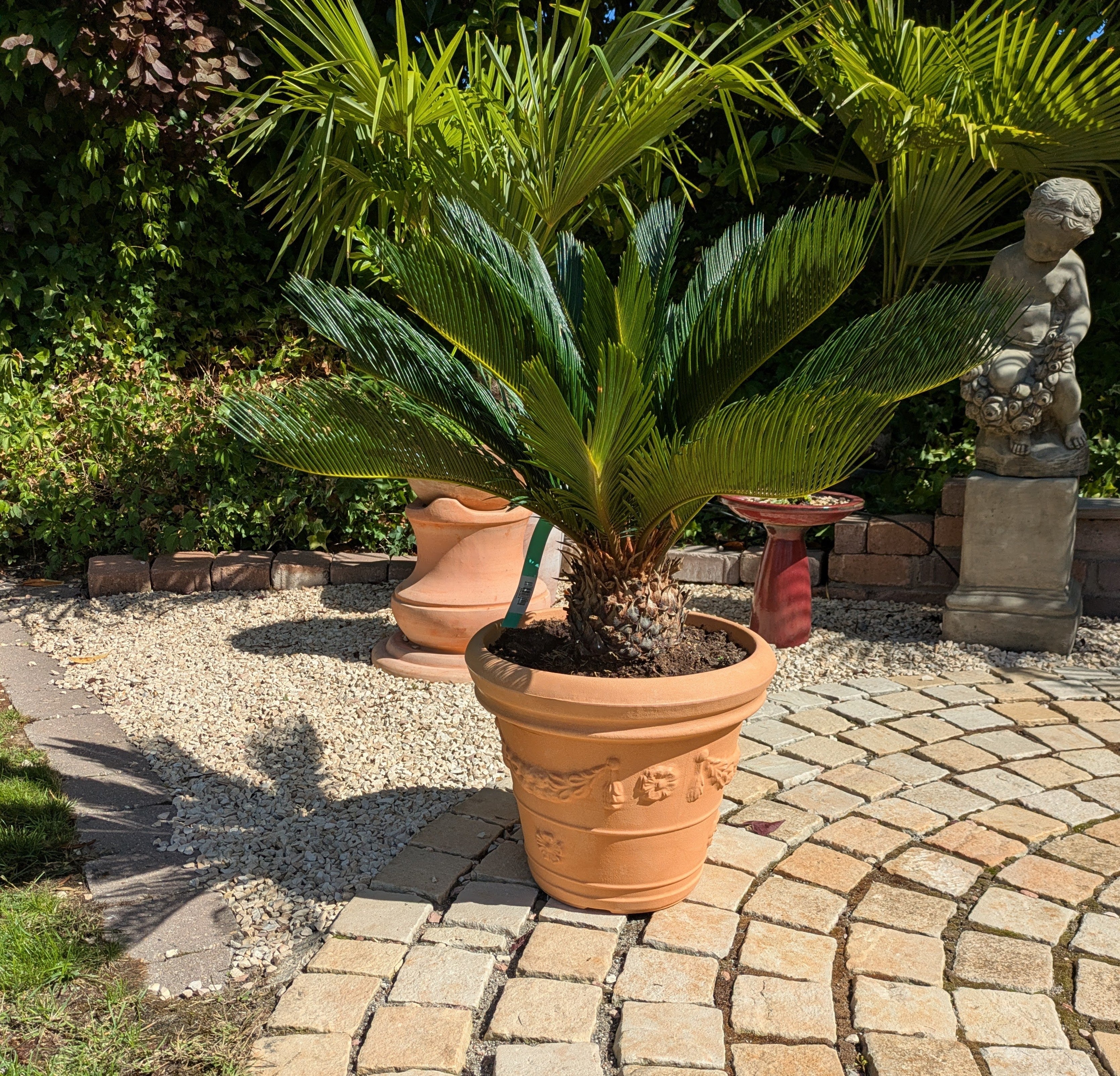 Cycas revoluta im Pflanztopf