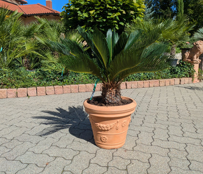 Cycas revoluta im Pflanztopf