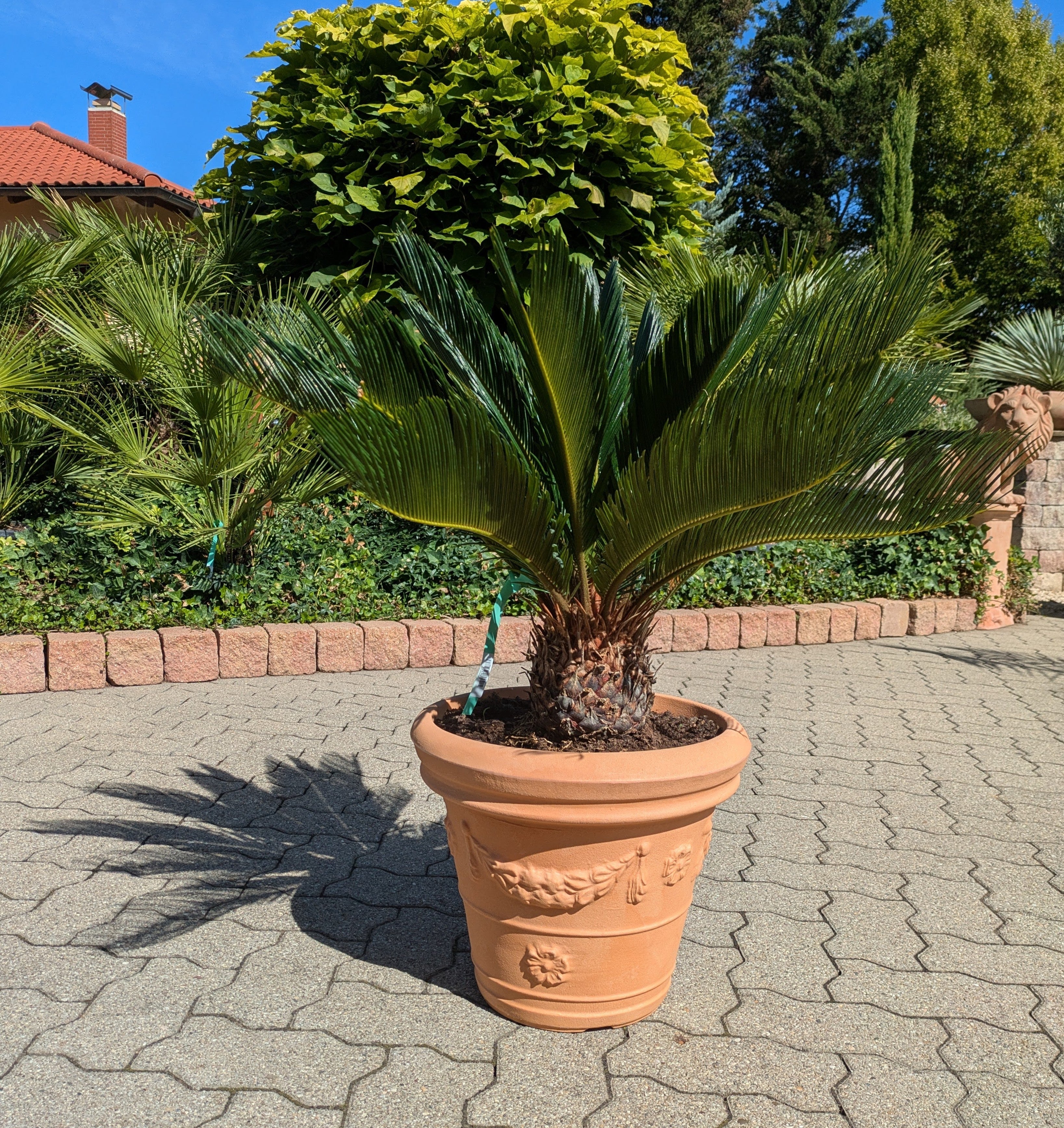 Cycas revoluta im Pflanztopf 