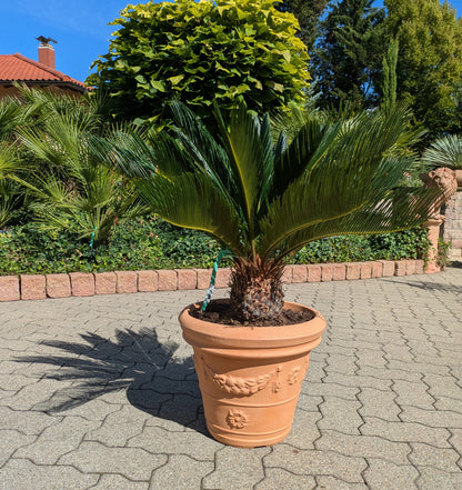 Cycas revoluta im Pflanztopf 