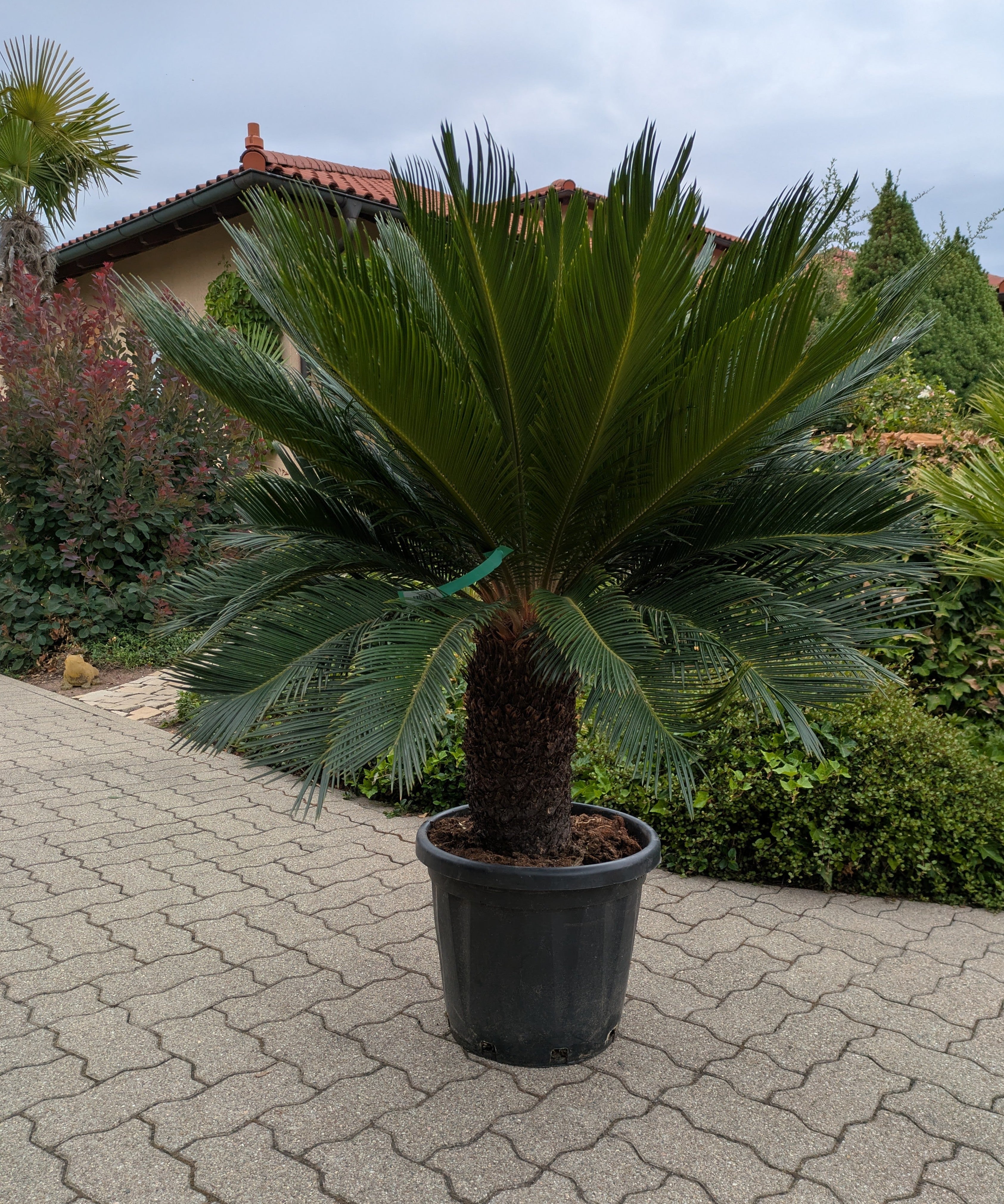 Cycas revoluta XXL 45 Jahre alt in der Gärtnerei Scherer