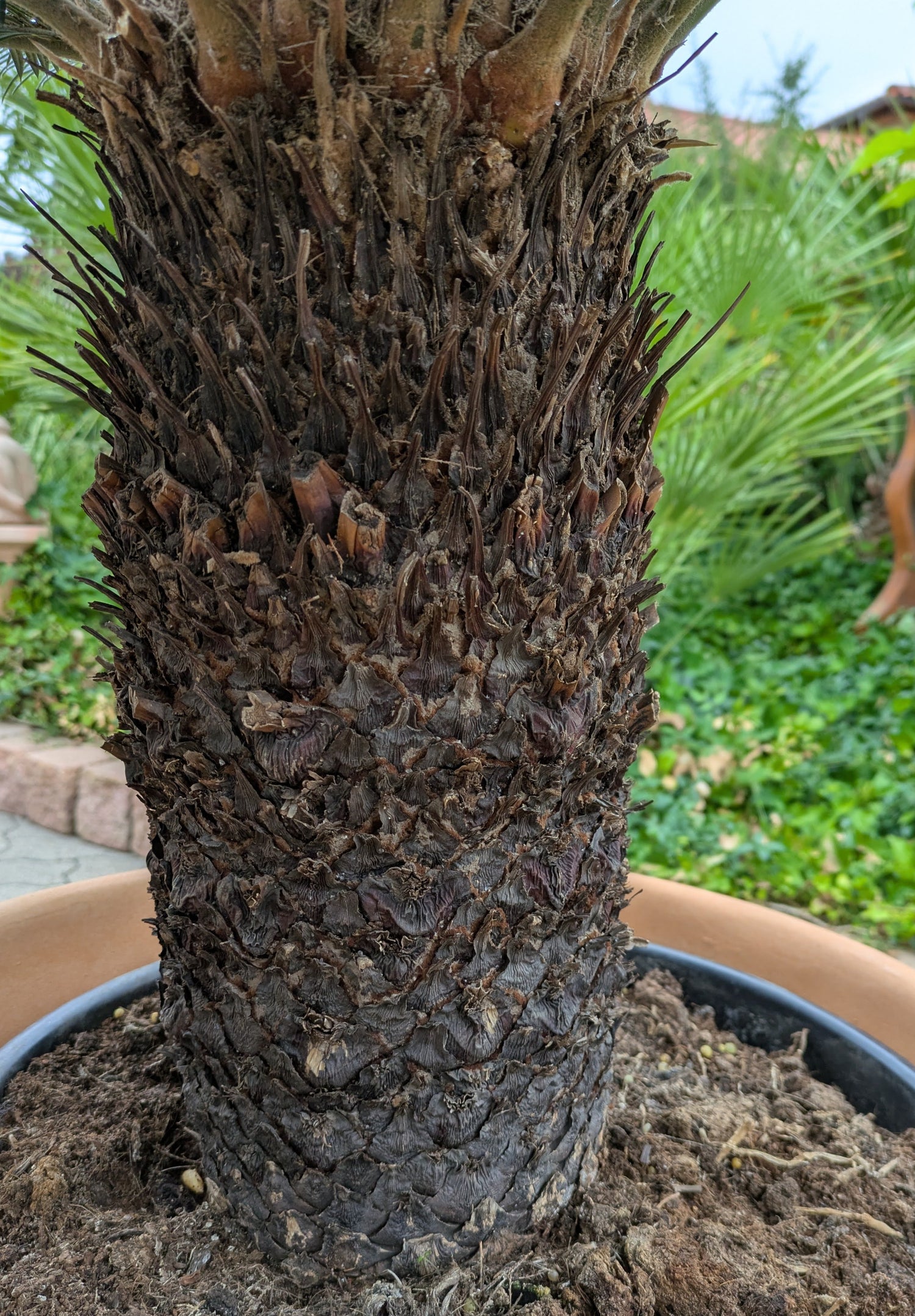Stamm  Cycas revoluta XXL 45 Jahre alt