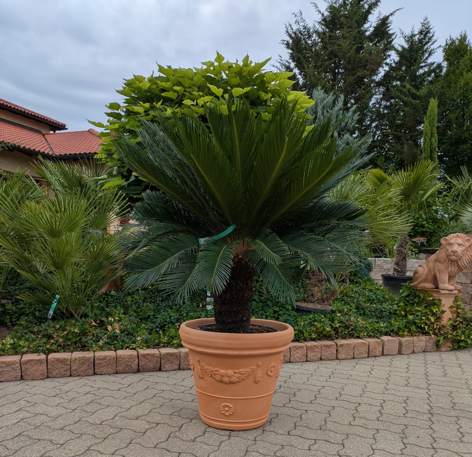 Cycas revoluta XXL