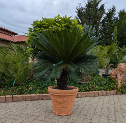 Cycas revoluta XXL