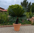 Cycas revoluta XXL