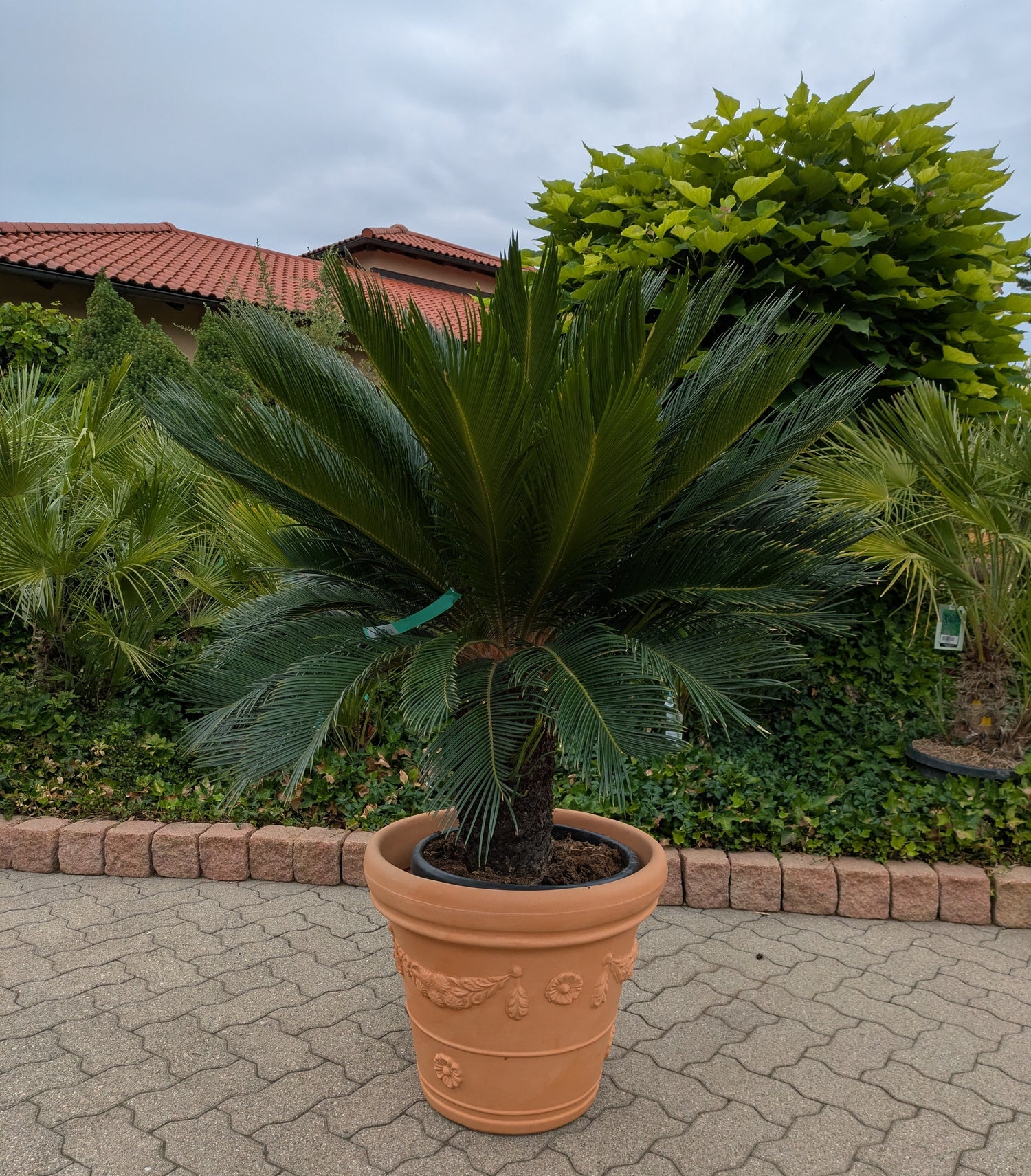 Cycas revoluta XXL 45 Jahre alt im Toskanagarten