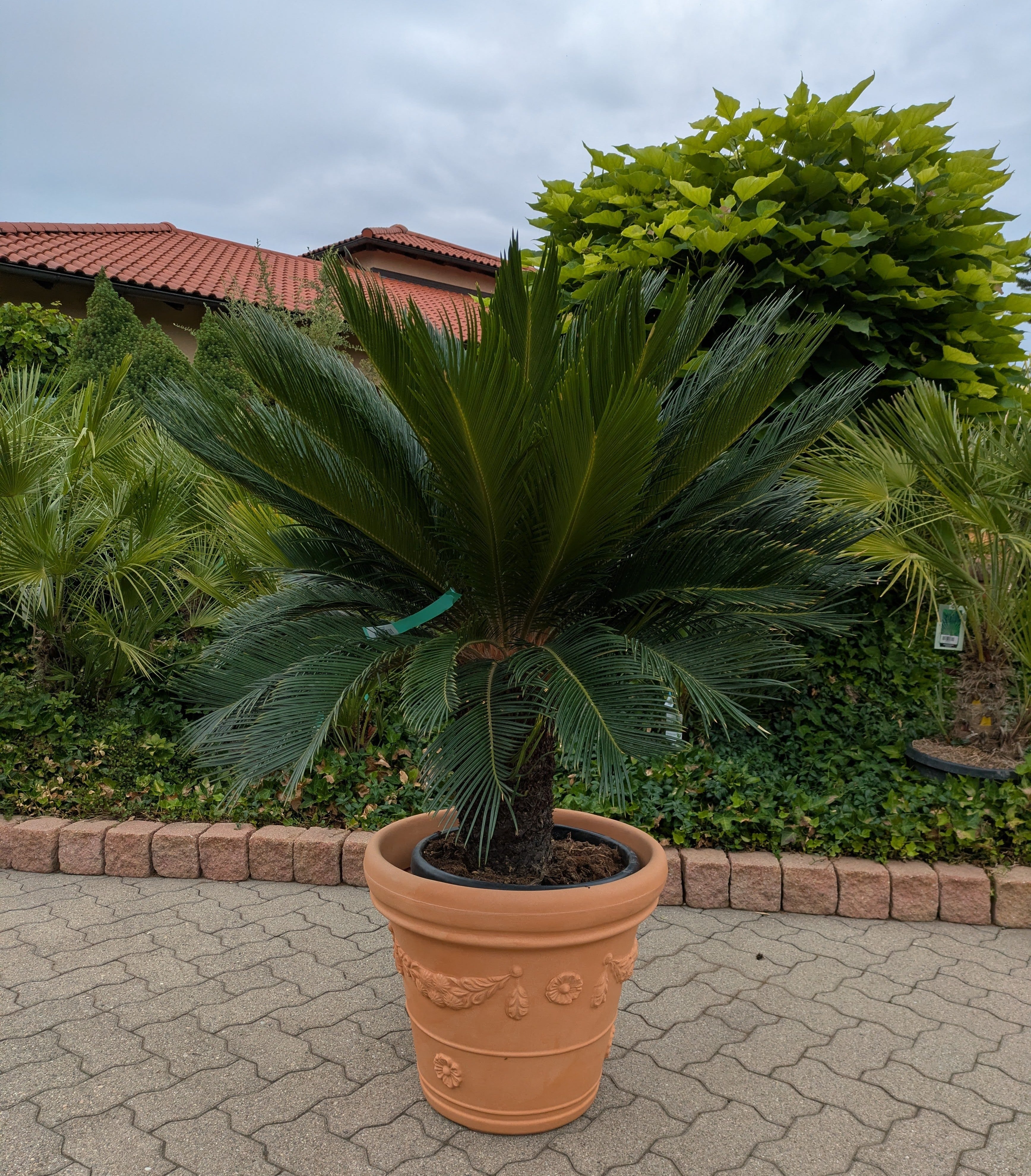Cycas revoluta XXL 45 Jahre alt im Toskanagarten