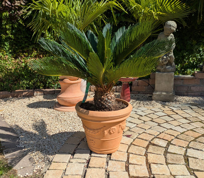 Cycas revoluta im Pflanztopf