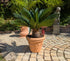 Cycas revoluta im Pflanztopf