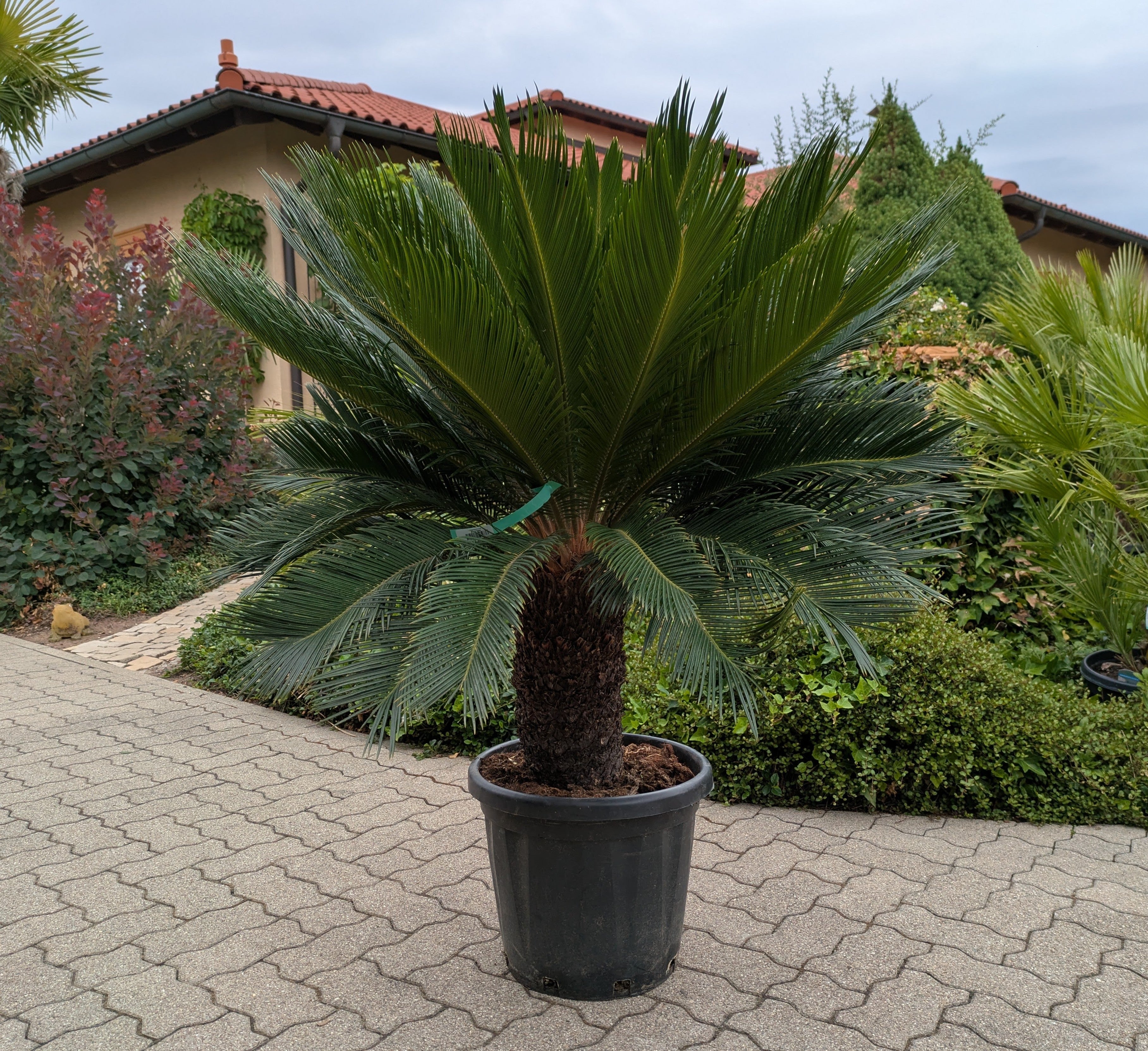 Cycas revoluta XXL 45 Jahre alt