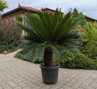 Cycas revoluta XXL 45 Jahre alt