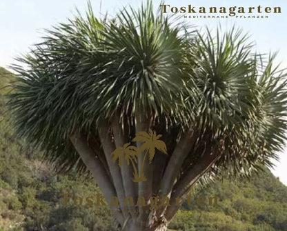 Dracaena Draco XL 220cm, kanarischer Drachenbaum – toskanagartenshop