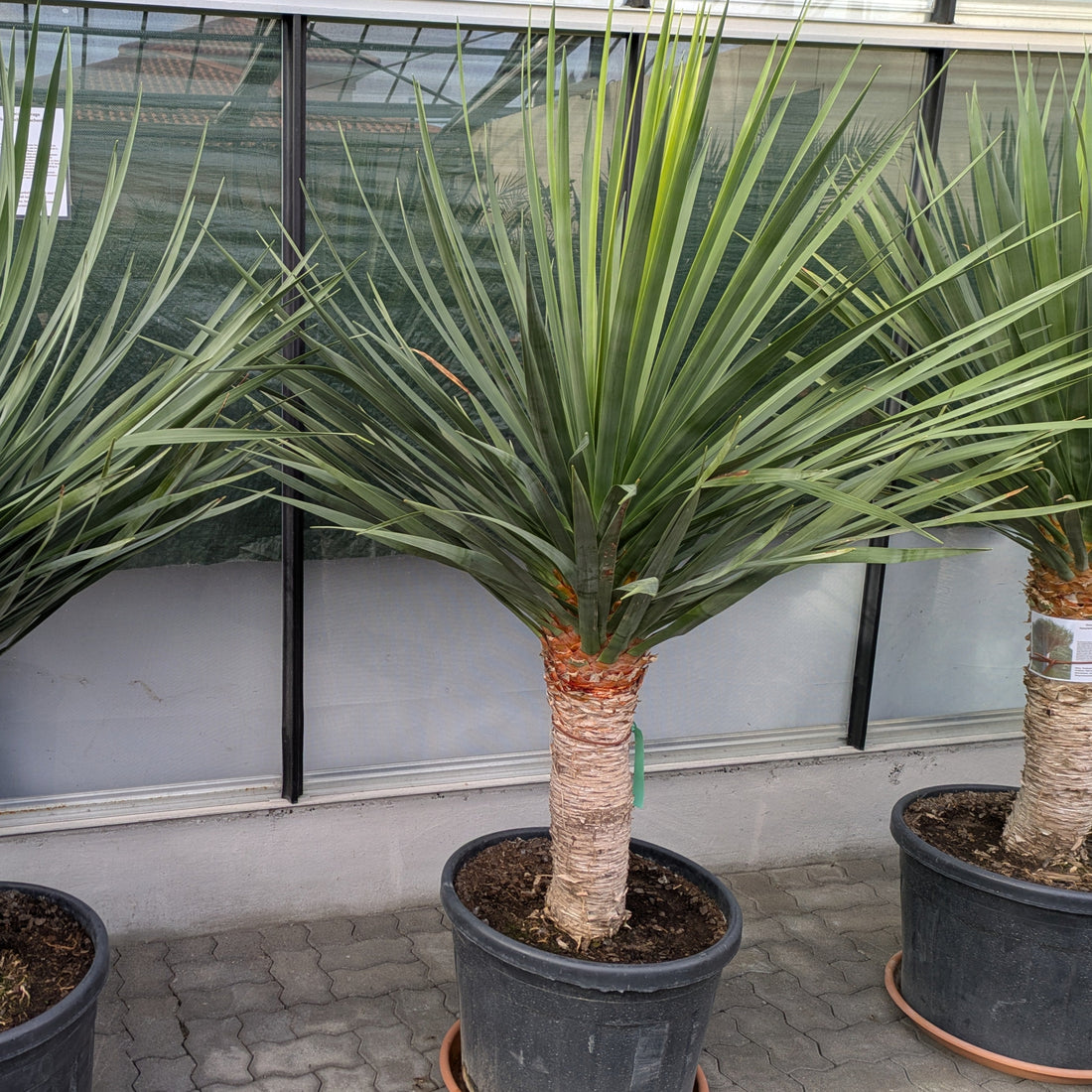 Dracaena Drachenbaum Drago